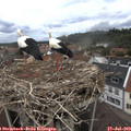 12_05-nest.jpg