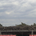 12_10-mast.jpg