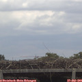 12_30-mast.jpg
