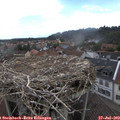13_20-nest.jpg