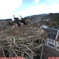 13_30-nest.jpg