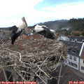 13_35-nest.jpg