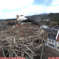 13_40-nest.jpg