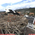 13_45-nest.jpg