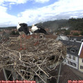 13_50-nest.jpg