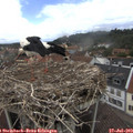 13_55-nest.jpg