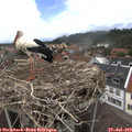 14_00-nest.jpg