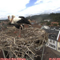14_05-nest.jpg