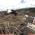 14_10-nest.jpg