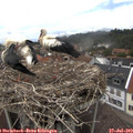 14_15-nest.jpg