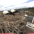 14_20-nest.jpg