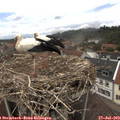 14_25-nest.jpg