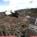 14_30-nest.jpg