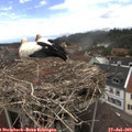 14_35-nest.jpg
