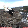 14_40-nest.jpg