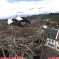 14_45-nest.jpg