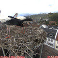 14_50-nest.jpg