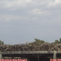 14_55-mast.jpg