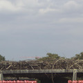 15_00-mast.jpg
