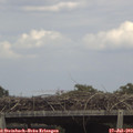 15_20-mast.jpg