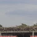 16_10-mast.jpg