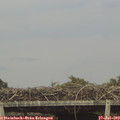 16_30-mast.jpg