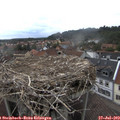 16_30-nest.jpg