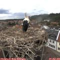 16_40-nest.jpg