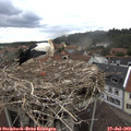 16_45-nest.jpg