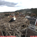 16_50-nest.jpg