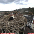 16_55-nest.jpg