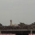 17_00-mast.jpg