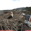 17_00-nest.jpg