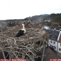 17_05-nest.jpg