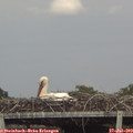 17_10-mast.jpg