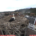 17_10-nest.jpg