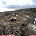 17_15-nest.jpg