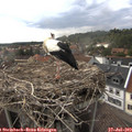 17_20-nest.jpg