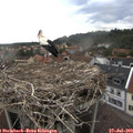 17_30-nest.jpg
