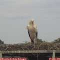 17_35-mast.jpg