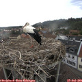 17_35-nest.jpg