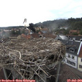 17_45-nest.jpg