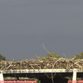 17_55-mast.jpg