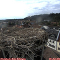 18_00-nest.jpg