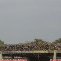 18_10-mast.jpg
