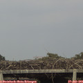18_15-mast.jpg