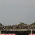 18_20-mast.jpg