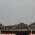 18_25-mast.jpg
