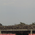 18_30-mast.jpg