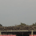 18_35-mast.jpg